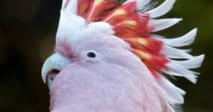 Die Seltenheit pinkfarbener Tiere