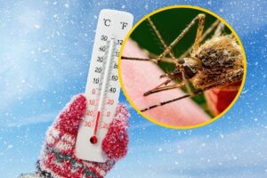 Die Winterruhe der Insekten und ihre Auswirkungen auf Mücken und Zecken