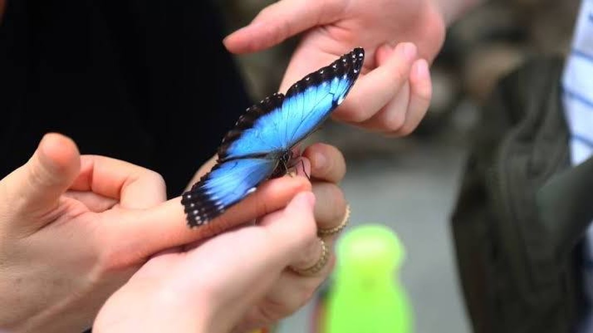 Ein Ort der Wissenschaft und der Betrachtung: Mariposarte in Bucaramanga