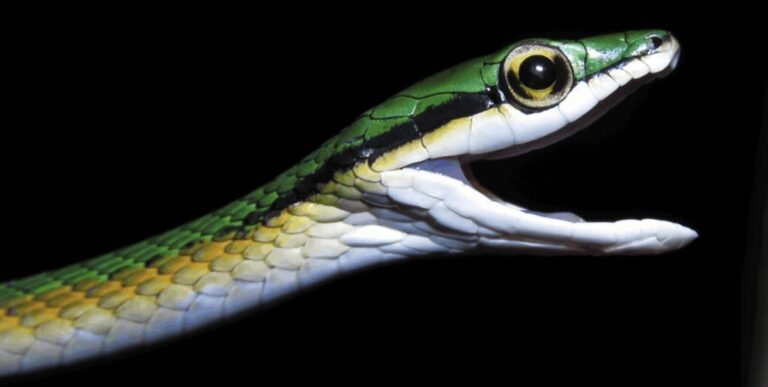 Entdeckungen neuer Arten: Einblicke in die Vielfalt des Lebens