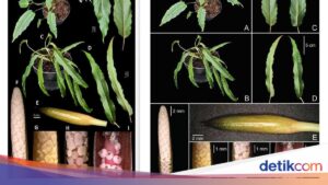 Entdeckung neuer Pflanzenarten in Indonesien im Jahr 2025