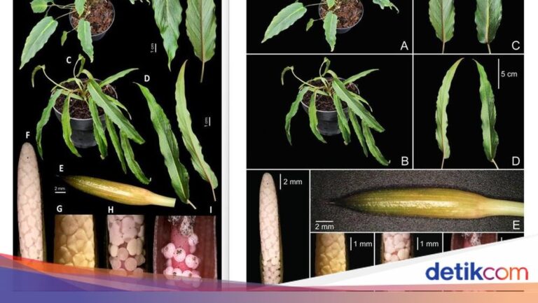 Entdeckung neuer Pflanzenarten in Indonesien im Jahr 2025