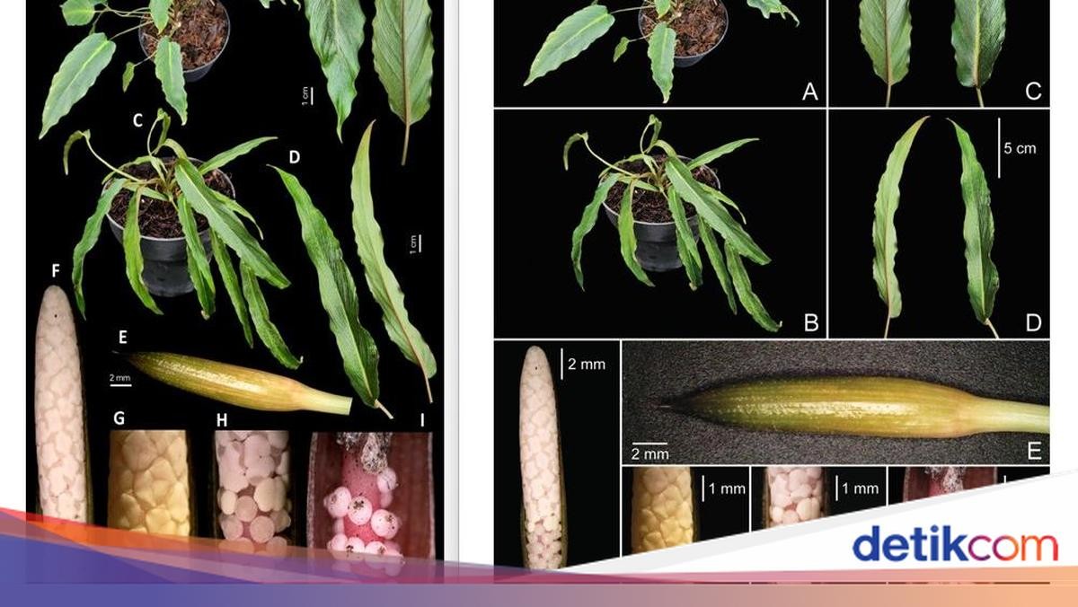 Entdeckung neuer Pflanzenarten in Indonesien im Jahr 2025