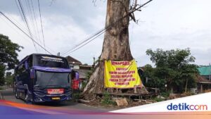 Entscheidung über den Riesen-Randu-Alas-Baum in Tuksongo, Borobudur