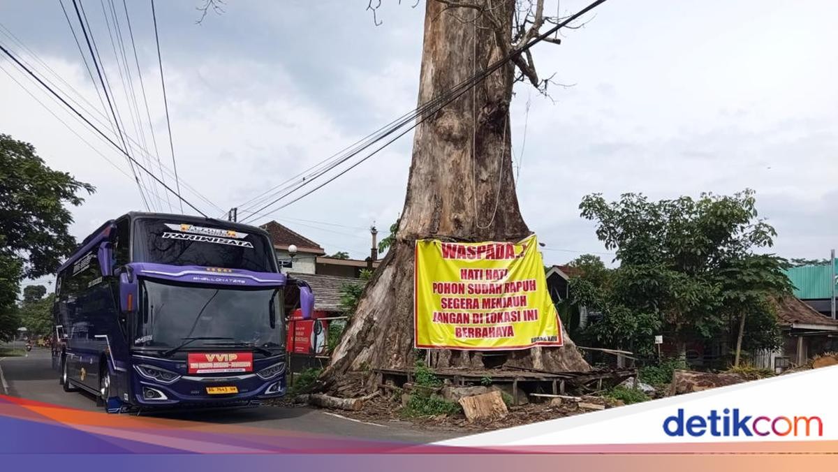 Entscheidung über den Riesen-Randu-Alas-Baum in Tuksongo, Borobudur