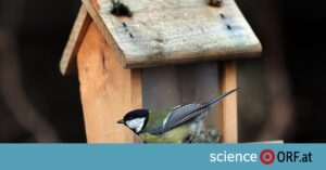 Ergebnisse der Stunde der Wintervögel 2023