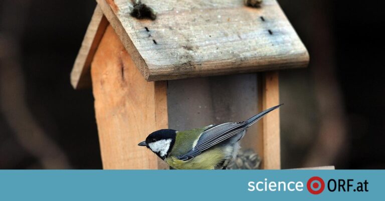 Ergebnisse der Stunde der Wintervögel 2023