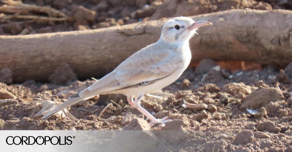 Erstmalige Dokumentation der Ibis-Schnepfe in Córdoba, Spanien
