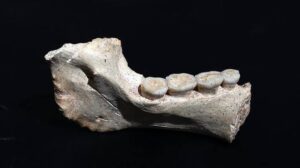 Fossilien aus 773.000 Jahren beleuchten unsere afrikanischen Ursprünge