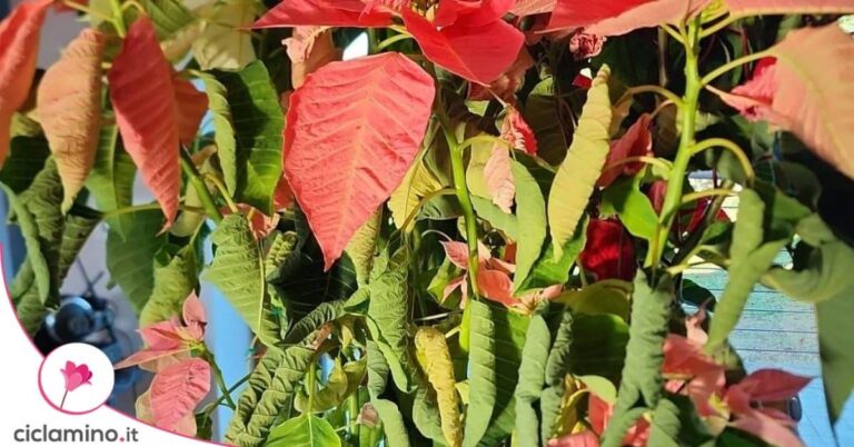 Häufige Fehler bei der Pflege von Weihnachtssternen