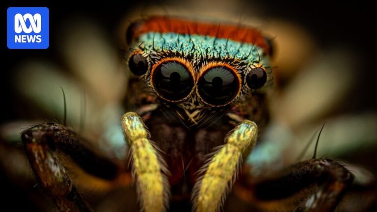 Insektenenthusiasten unterstützen Forscher bei der Überwachung von Insektenpopulationen