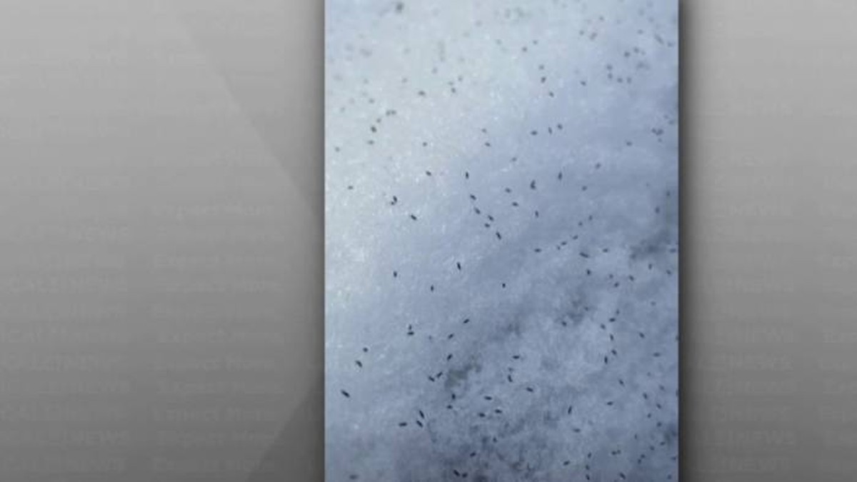 Kleine schwarze Fliegen: Eine Harmlosigkeit im Winter