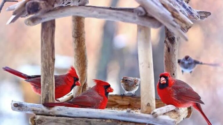 Meine erste Begegnung mit dem Rotkehlchen