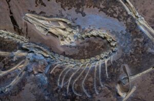 Neue Erkenntnisse zur Evolution der Vögel: Die Rolle von Baminornis und Archaeopteryx