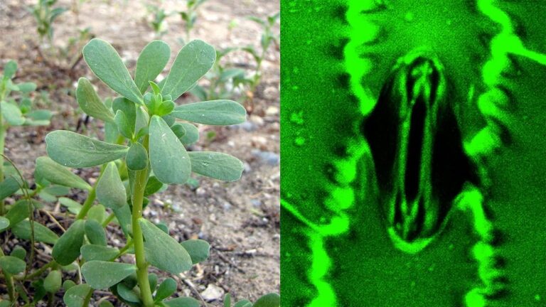 Neueste Entdeckung: Pflanzen atmen live im Internet