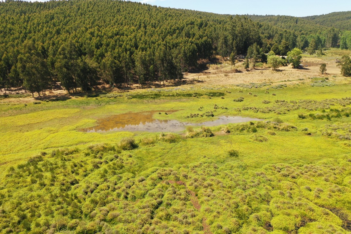 Neue urbane Feuchtgebiete in der Region Biobío