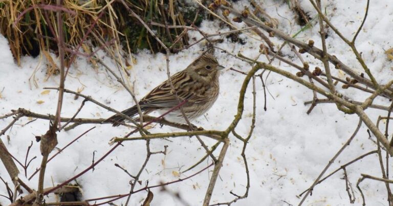 Ornithologische Sensation in Podkarpazie: Ein seltener Vogel in Polen gesichtet