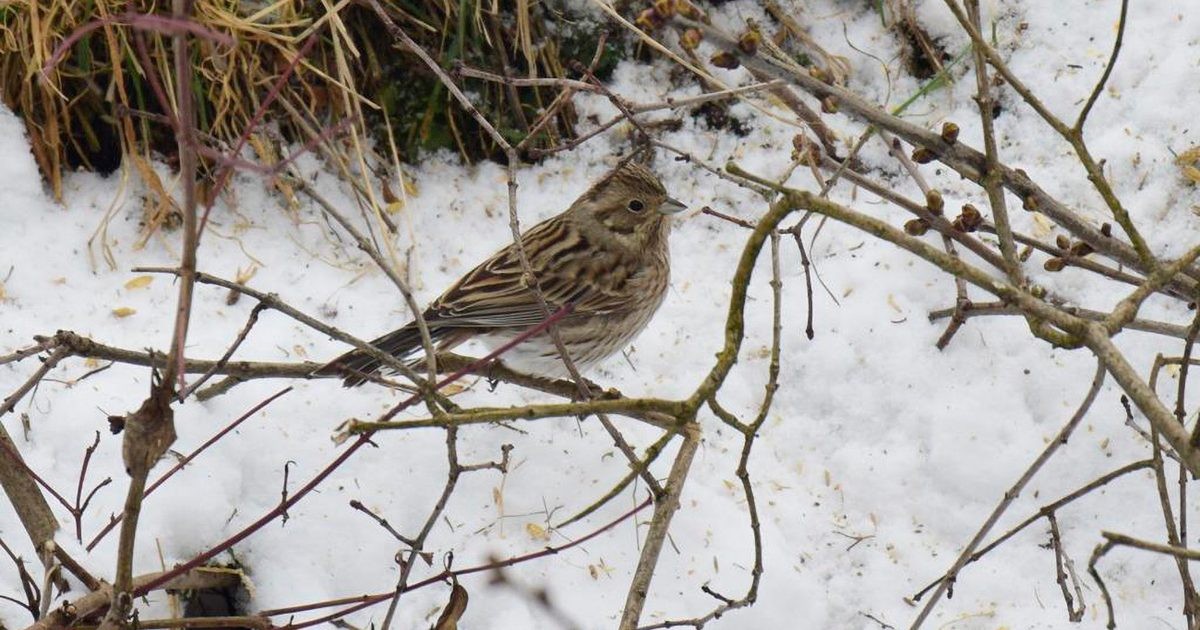 Ornithologische Sensation in Podkarpazie: Ein seltener Vogel in Polen gesichtet