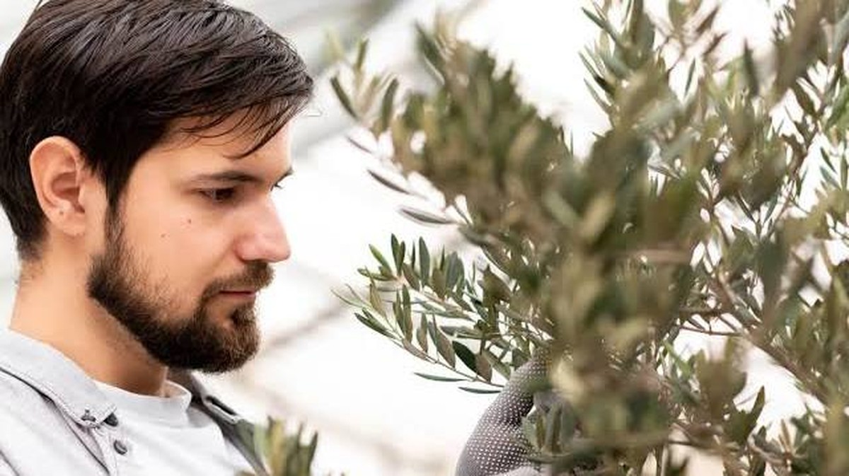 Pflanze, die Sie im Haus, auf der Terrasse oder im Garten für Wohlstand und Glück haben sollten