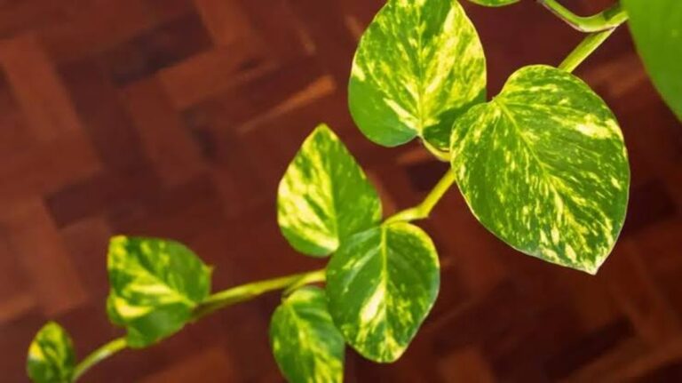 Pflege eines Innen-Potuss und wie man seine Blätter zum Wachsen bringt