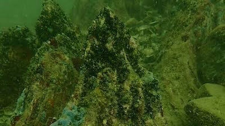 Präsentation des 20-Millionen-Jahre alten Unterwasserwaldes in Ruse