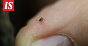 Punkte und Zecken: Zunahme und Bedeutung in Finnland