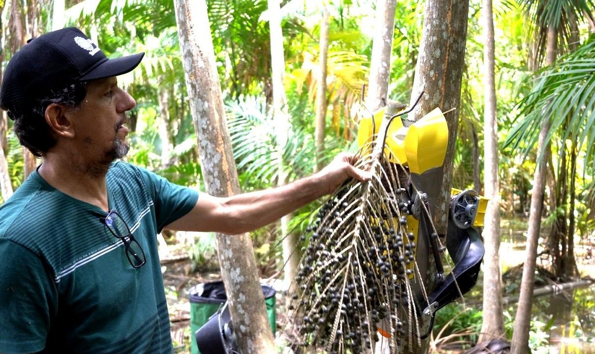 Roboter zur Açaíernte erhöht Einkommen von Sammlern im Amazonas