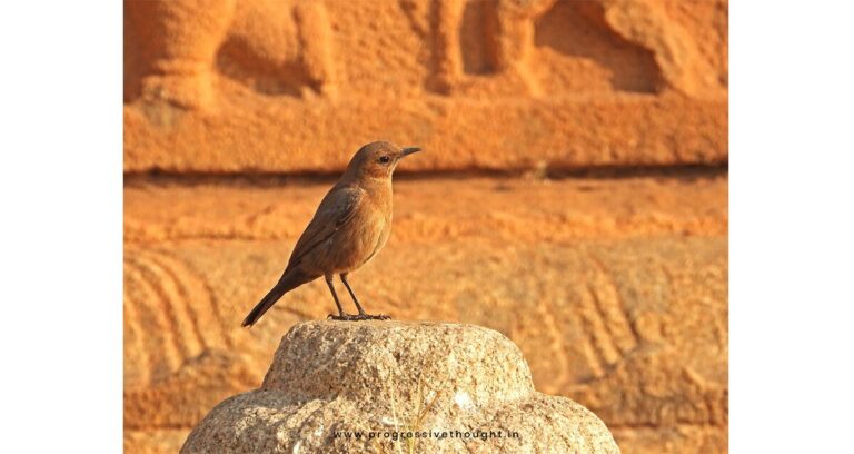 Seltene Entdeckung des Braunstein-Wrent in Hampi