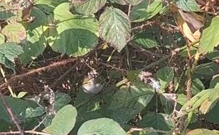 Seltene Vogelarten an der VUB in Etterbeek Entdeckt