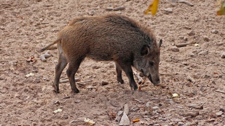 Untersuchung der genetischen Unterschiede zwischen urbanen und ländlichen Wildschweinen