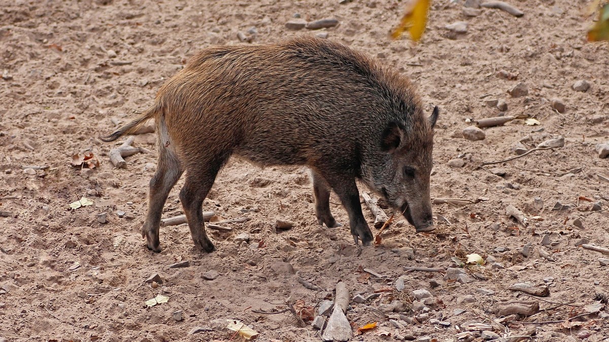 Untersuchung der genetischen Unterschiede zwischen urbanen und ländlichen Wildschweinen
