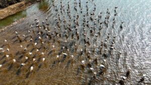 Wassererhaltungsprojekte und Biodiversität in Vidisha