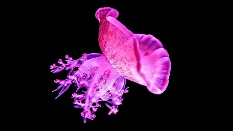 Wichtige Erkenntnisse über den Schlaf bei Quallen