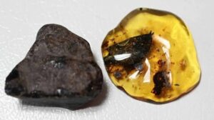 Wissenschaftler entdecken eine neue Baumart, die Bernstein im Süden Mexikos produziert