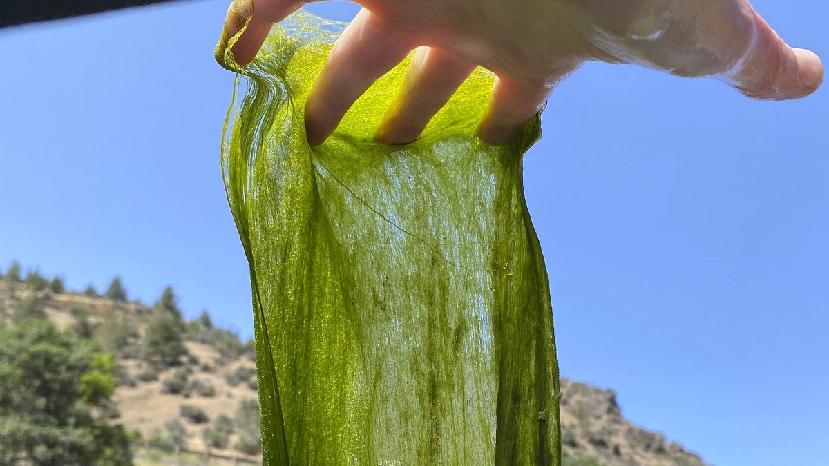 Wissenschaftler warnen: Ein scheinbar harmloses Algenproblem verändert die Ökosysteme in Gewässern