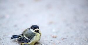 "Zähl mit uns": BirdLife Österreich ruft zur Vogelbeobachtung auf