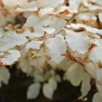 Ein Albino-Buche als faszinierendes Naturphänomen