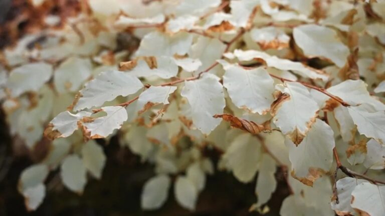 Ein Albino-Buche als faszinierendes Naturphänomen