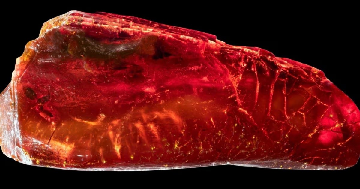 Einzigartiger archäologischer Fund: 40 Millionen Jahre altes Ameisenfossil in Goethes Bernstein entdeckt