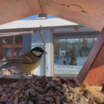 Ergebnisse der Vogelzählung: Ein Rekordjahr für die Ornithologie