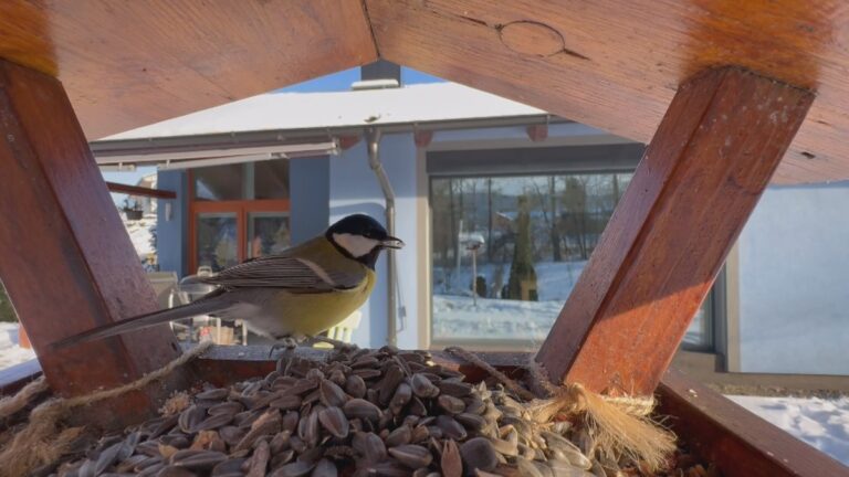 Ergebnisse der Vogelzählung: Ein Rekordjahr für die Ornithologie