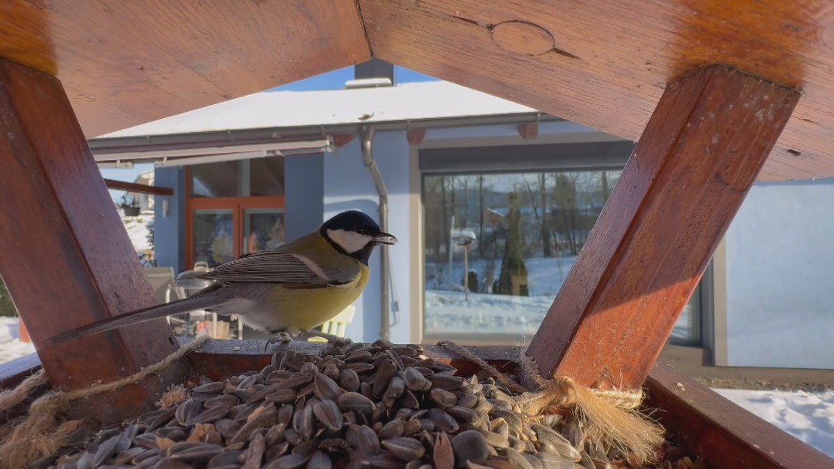Ergebnisse der Vogelzählung: Ein Rekordjahr für die Ornithologie