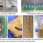 Erster erfolgreicher Laborkolonie des polyphagen Schusslochalters in Westaustralien erreicht
